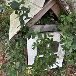 Chicken Coup