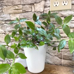 Tradescantia, Inch House Plant In Cute Textured Ceramic Pot 6”H.