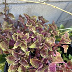 Planta