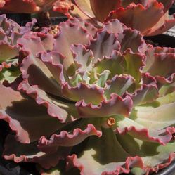 Big Echeveria Crenulata Ruffled Succulent Live Plant  ( about 12~16 In )  