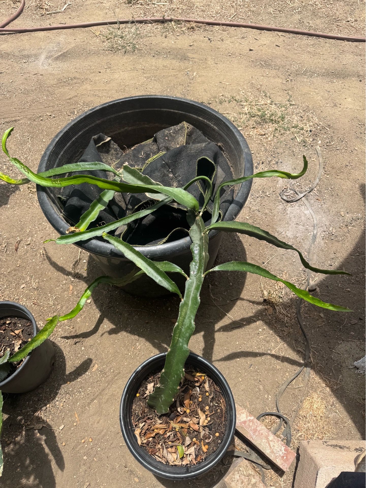 Dragon fruit plant