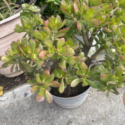 Jade Plant For Garden