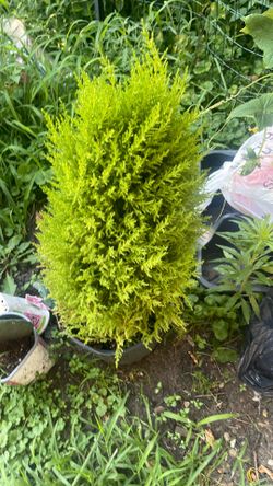 Pine tree