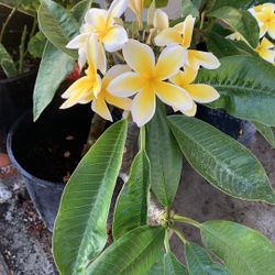 Plumeria Frangipani Plant 35$