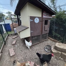 Chicken Coup