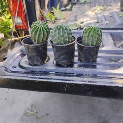 Cactus $10 Each
