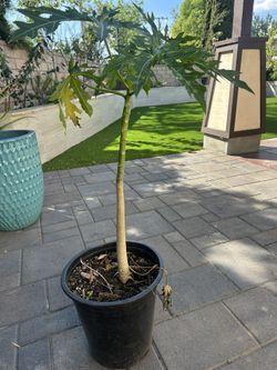 Dwarf papaya Tree