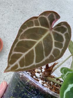 Anthurium NOID