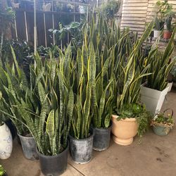 Ventas de Plantas sábado y domingo
