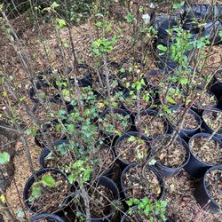 50 Plants Crabapple And Oregon Ash Trees