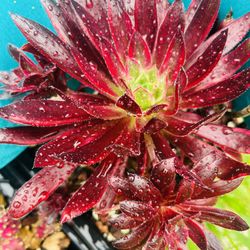 Aeonium  Firecracker Variegated/ Rare Aeonium, old stem, live rooted, bonsai, get 2 free succulent cuttings