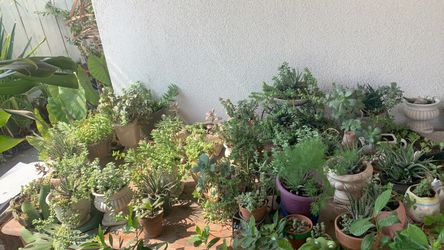 Succulents for sale