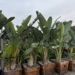 Giant Bird Of Paradise