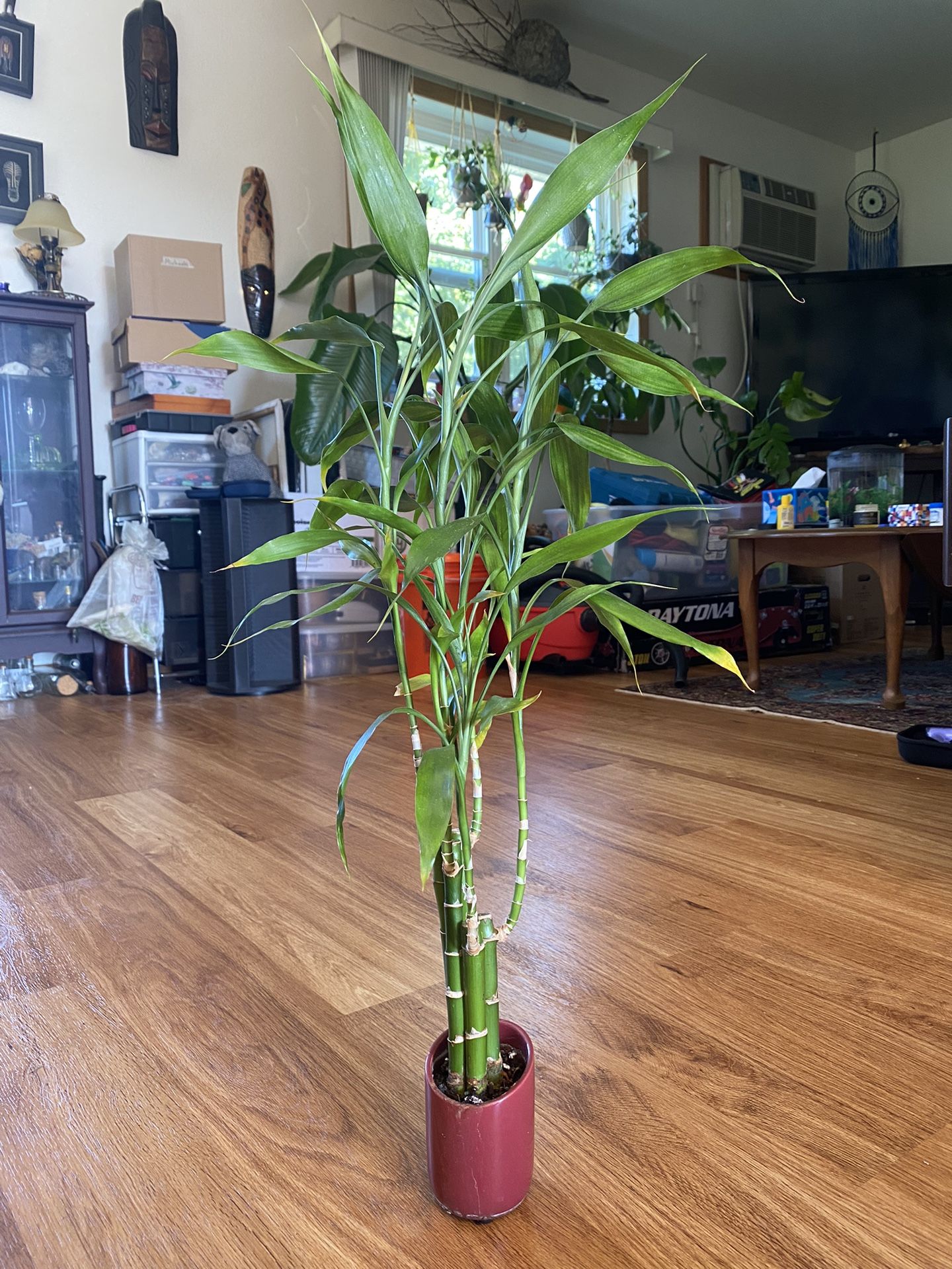 Lucky Bamboo