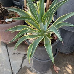 Agave Plant