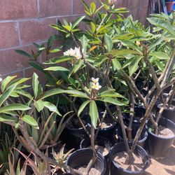 Plumerias Yellow White Blooms 