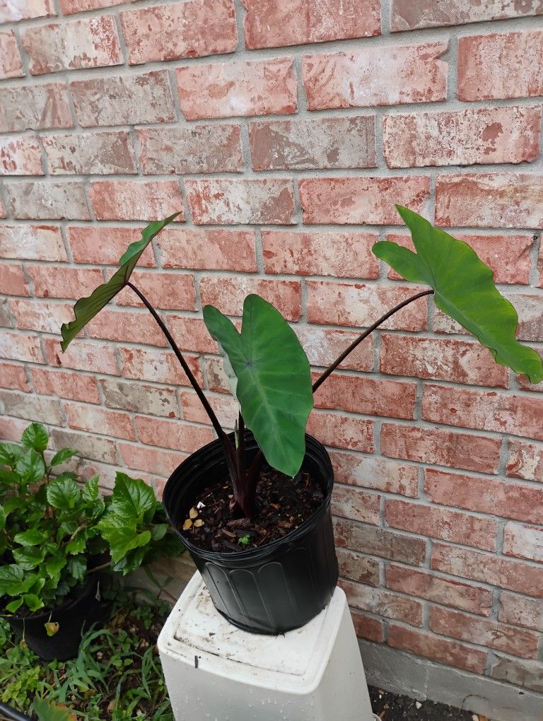Diamond Head Elephant Ear Plant