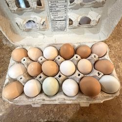 Fresh Eggs 