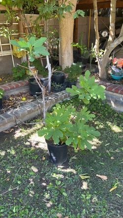 Fig tree