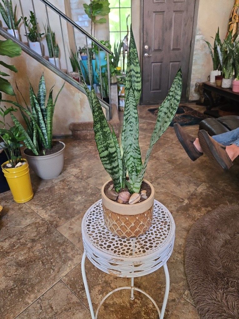 Sansevieria Snake Plant In 5in Ceramic Pot With Shells And Stones