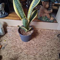 Spider Plant/ Suegra De Lengua