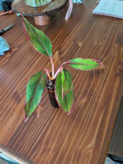 Houseplant