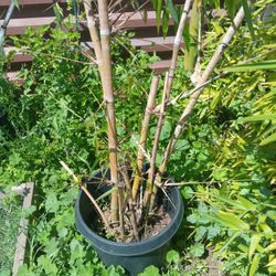 Bamboo Plants 