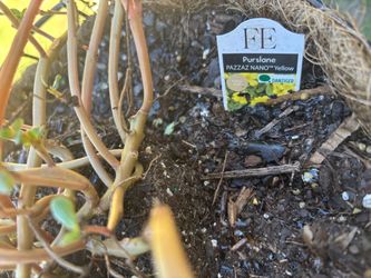 Nano yellow plants