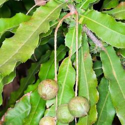 Macadamia Nut Tree 