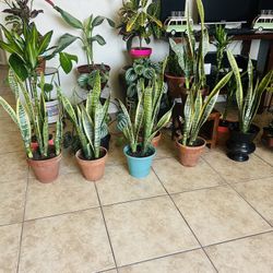 Plants For Sale 20 Each 
