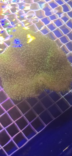 Ornamental Corals For Sale In Lake Worth Beach F.L. 