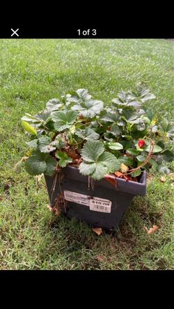 Big Strawberry