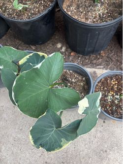 Elephant ears