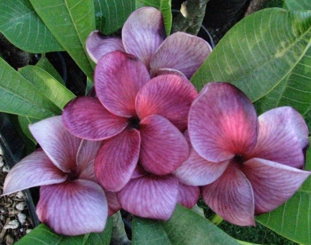 Rare Plumeria
" RED DRAGON HEART " Fully Rooted 3 TIPS Cutting In Pot