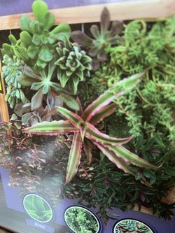Succulent vertical