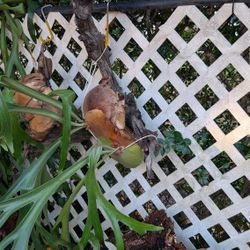 36" driftwood with staghorns 