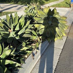 Free agave plants