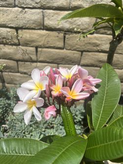 3 Foot plumeria 