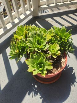 Aeonium for sale