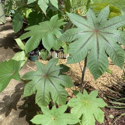 Ricinus Plant