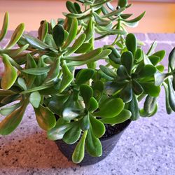 Jade Plant 