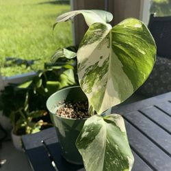 Monstera Albo (fully rooted)