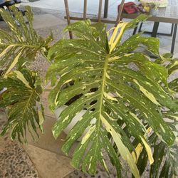 Thai Con Constellation Monstera Variegated Plant