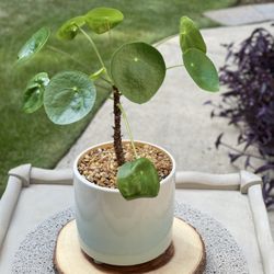 Beautiful Plants & Cacti 