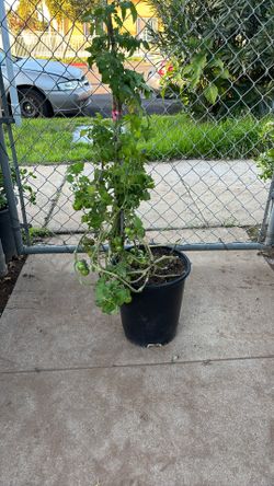 Full Tomato Plant 