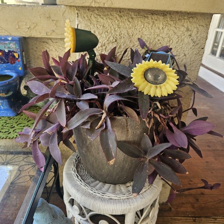Purple Heart Plant & Pot