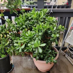 Big Succulent Plant For 15$ Only 