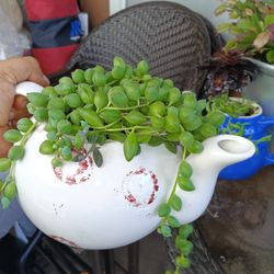 Plants
