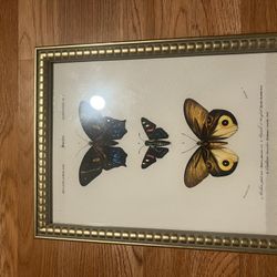 Butterfly Art Frame