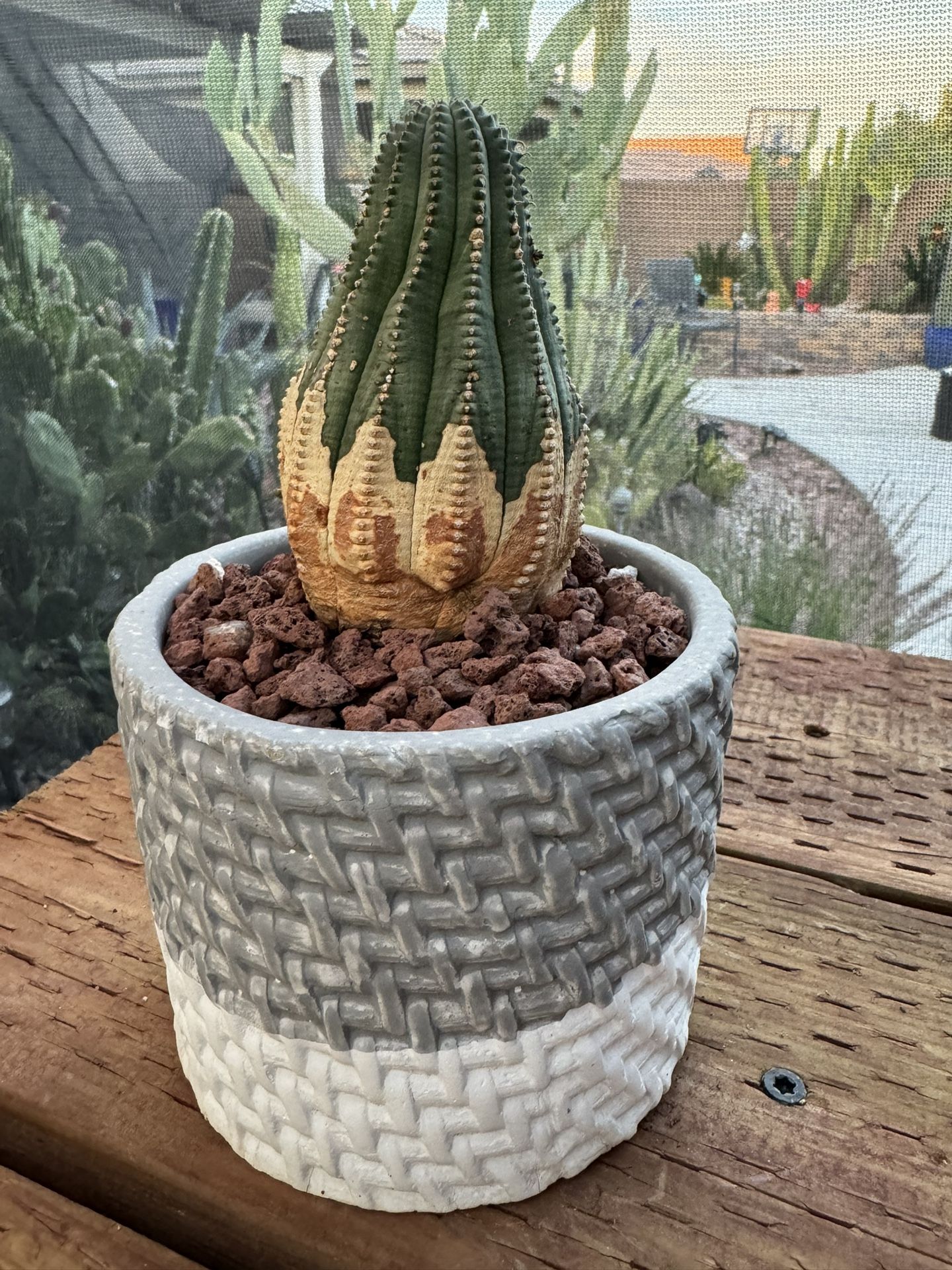 🌵 Euphorbia obesa (Baseball Plant) • Succulent • Cactus 🌵 